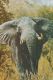 Rhodesia - Elephant - Nice Stamp - Zimbabwe