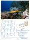 Tropical Fish, Maldives Postcard Posted 2000 Stamp - Maldives
