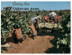 (945) Australia - VIC - Mildura Grape Picking - Mildura