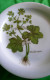 Vintage German Pottery Germany Tirschenreuth Bavaria Collector Plate Alchemilla Vulgaris - Tirschenreuth (DEU)