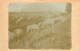 93 - AULNAY - Ferme De Nonneville - Carte Photo - (voir Scan Recto-verso) - Aulnay Sous Bois