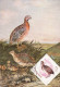 Prepelita Romanian Birds Oiseau Coturnix Coturnix Card 106 - Oiseaux