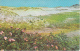 PC Cape Cod - Dunes And Flowers - 1969 (5354) - Cape Cod