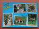 33918 PC: AUSTRALIA: Greetings From AUSTRALIA - Kookaburra / Koala / Kangaroo / Emu / Wombat. - Other & Unclassified