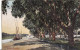 ISMAILIA  -  Avenue D´Acasias  -  1917 - Ismaïlia