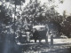 Postcard 1935 Haiti. Nature Et Civilisation. Port Au Prince. Old Car In The Nature / Oldtimer Im Urwald. - Haití