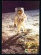 Yugoslavia 2000. Maximum Cards - ´X-22 APOLLO 11. Aldrin During His Moonwalk, July 1969.´ - Maximumkarten