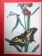 Old World Swallowtail - Goblet-marked Damselfly , Erythromma Lindenii - Insects - 1987 - Russia USSR - Unused - Insects