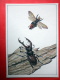 Stag Beetle , Lucanus Cervus - Giant Wasp , Scolia Maculata - Insects - 1987 - Russia USSR - Unused - Insects