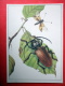 Rhesus Serricollis - Neuroptera , Ascalaphus Macaronius - Insects - 1987 - Russia USSR - Unused - Insectos