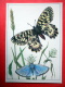 The Meleager´s Blue - The Southern Festoon , Zerynthia Polyxena - Insects - 1987 - Russia USSR - Unused - Insectos