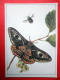 Small Emperor Moth , Saturnia Pavonia - Bombus Proteus - Insects - 1987 - Russia USSR - Unused - Insectos