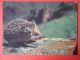 Long-eared Hedgehog , Hemiechinus Auritus - Animals - 1990 - Russia USSR - Unused - Andere & Zonder Classificatie