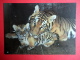 Bengal Tiger , Panthera Tigris Tigris - Animals - 1989 - Russia USSR - Unused - Tigers