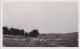 Hongrie - Carte-photo - Panorama Ferme Oies - Hungary