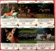 Tier-Quartett Aus Den 1970er Jahren  - Komplett Mit 36 Spielkarten - Denk- Und Knobelspiele
