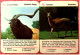 Delcampe - Tier-Quartett Aus Den 1970er Jahren  - Komplett Mit 36 Spielkarten - Brain Teasers, Brain Games