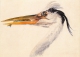 Turner, JMW  Head Of A Heron With A Fish City Art Gallery Leeds Art Postcard - Peintures & Tableaux