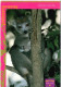 MADAGASCAR - LEMUR COURONNE´ / THEMATIC STAMPS-ANIMALS - Madagascar