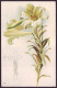 EASTER GREETINGS. LILY FLOWERS. Embossed (Postally Used, PM 1916) - Pasen