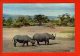 1 Cp Rhinoceros - Rhinoceros