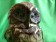 Vintage Scandinavia Sweden Jie Erik Engqvist Retro Ceramic Figurine OWL Bird Svensk Pottery - Other & Unclassified