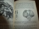 Delcampe - 1955  LES ABEILLES Par J. Khalifman : Les Conquêtes De L´apidologie .          La Biologie De La Ruchée - Nature