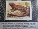 Delcampe - 336 Different In 1 Album Printed 1915 MARKSTEIN Dogs , Aviation, Dinos, Cows Races, ChickensTHE PICTURE BOOK OF WISDOM - Cinderellas