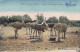 MAROC - L'Elevage De L'Austruche Au Maroc, Straussenfarm, 1910? - Sonstige & Ohne Zuordnung