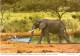 POSTAL DE SUDAFRICA CON UN ELEFANTE AFRICANO Y MARABUS  (ELEFANTE-ELEPHANT) - Elefantes