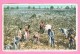 COTTON PICKERS IN THE FIELD.NEW ORLEANS. RECOLTE DU COTON A LA NOUVELLE-ORLEANS. - Autres & Non Classés