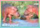 CPM - HIPPOPOTAMUS - Isn't He Gorgeous ? - Hippopotamuses