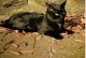 AMOUR DE CHAT-poème De Georges Chopiney-édition Abbaye Saint Maurice -Clervaux - Chats