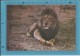 Leão - Lion - Fauna De Angola - Ed. Jomar - 2 SCANS - Lions