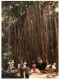 (777) Australia - QLD - Atherton Fig Tree - Atherton Tablelands