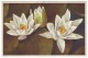 WHITE WATER-LILY - NENUPHAR BLANC - WEISSE SEEROSE (Unused Postcard, 1940's) - Andere & Zonder Classificatie