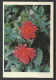 USSR,  Flowers, 1976 - Small : 1971-80