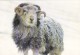 Herdwick Sheep In Snow By Colin Baxter,170mmX120mm .L3. - Other & Unclassified