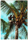 Kenya - Palm Trees, Coconut Picker (2 Stamps/timbres Kenya) - Kenia