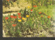 5k. Germany, Herzliche Pfingstgrusse - Flower TULIP Photo By F. Panzer - Pentecostés