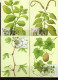 St Tome & Principe: 1983 Très Belle Série De 8 Cartes Maximum "plantes Médicinales" - Plantes Médicinales