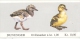 Norvege, Norge 1980 Carnet Complet ** Oiseaux, Poussins C767  / Birds, Chicks / Markenheftechen Mi W11 - Booklets