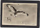 Royaume Uni - Carte Photo Studio St Ives - Oiseau - Expédiée De St Ives - St.Ives