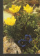 5k. Switzerland FLORA - Flower Yellow Anemone Carved Gentian Schwefelgelbe Anemone Koch'scher Enzian - Heilpflanzen