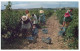 (222) Australia - SA - Barossa Grape Picking - Barossa Valley