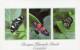 Lote PEP704, Ecuador, Postal, Postcard, Bosque Humedo Mindo, Mariposas, Butterfly - Ecuador