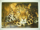 ZOO Leipzig -- Leopard -- 1980s Unused - Tiger