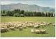NEW ZEALAND, Sheep Farm - Typical Scene Of The N.Z. Countryside - Nueva Zelanda