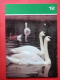 Trumpeter Swan , Cygnus Buccinator - Moscow Zoo Birds - 1988 - Russia USSR - Unused - Oiseaux