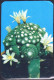 Belarus 1990 1  V   Flowers Fleurs Fleur Flower Cactus - Petit Format : 1981-90